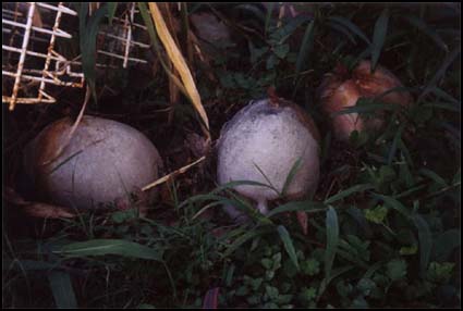 the captions on these are really, really half-assed.  you'll live, i'm sure.